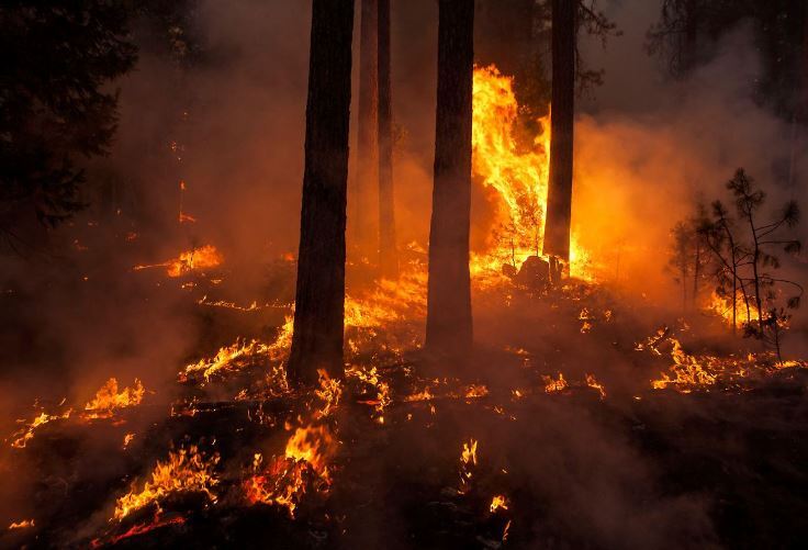 Film zur Übung "Waldbrand"